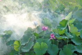 欧阳修《采桑子·天容水色西湖好》全文及鉴赏