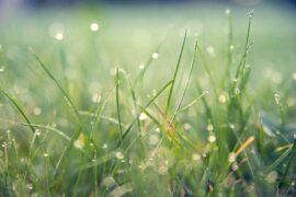 纳兰性德《点绛唇·寄南海梁药亭》全文及鉴赏