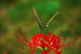 李清照《念奴娇·春情》全文及鉴赏