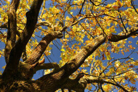 纳兰性德《点绛唇·小院新凉》全文及鉴赏