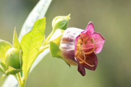 李清照《菩萨蛮·风柔日薄春犹早》全文及鉴赏