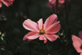 搔首弄姿是贬义词吗？