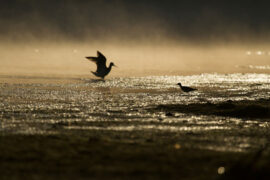 威信扫地是贬义词吗？