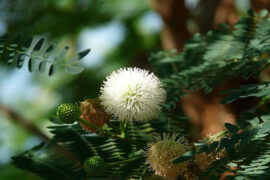 李清照《菩萨蛮·归鸿声断残云碧》全文及鉴赏