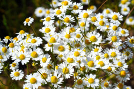 陆游《秋波媚·七月十六日晚登高兴亭望长安南山》全文及鉴赏