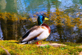 温庭筠《菩萨蛮·翠翘金缕双鸂鶒》全文及鉴赏