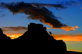 韦庄《菩萨蛮·劝君今夜须沉醉》全文及鉴赏