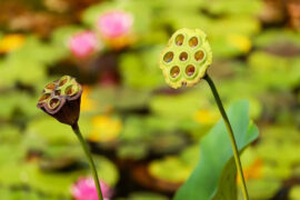 温庭筠《菩萨蛮·水精帘里颇黎枕》全文及鉴赏