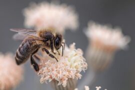 与蜜蜂有关的古诗有哪些？（蜂古诗20首）