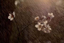 夜把花悄悄地开放了，却让白日去领受赞同