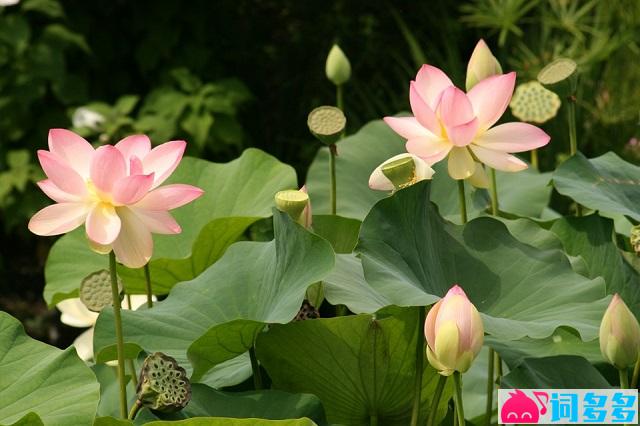 晏几道《蝶恋花·笑艳秋莲生绿浦》全文及鉴赏