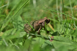 晏殊《木兰花·玉楼朱阁横金锁》全文及鉴赏