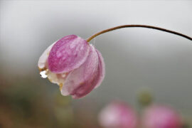 美色不同面，皆佳于目；悲音不共声，皆快于耳