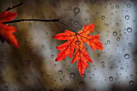 李清照《摊破浣溪沙·病起萧萧两鬓华》全文及鉴赏