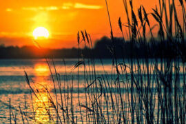 陆游《鹊桥仙·一竿风月》全文及鉴赏