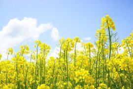 描写油菜花的经典语句