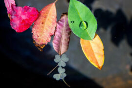 彩带的近义词有哪些？