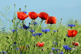 李煜《虞美人·风回小院庭芜绿》全文及鉴赏