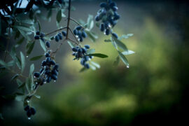 李清照《摊破浣溪沙·揉破黄金万点轻》全文及鉴赏