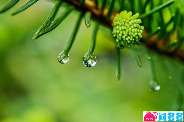 张含韵《雨爱》歌词及评论赏析