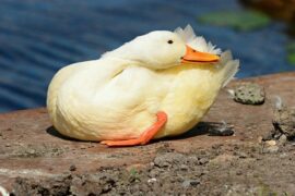 很皮的搞笑撩人句子