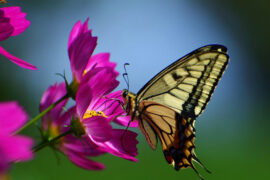 柳永《满朝欢·花隔铜壶》全文及鉴赏