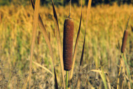 苏轼《蝶恋花·京口得乡书》全文及鉴赏