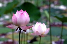 精选40个关于廉洁的优美句子