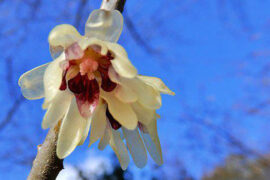 晏殊《清平乐·金风细细》全文及鉴赏