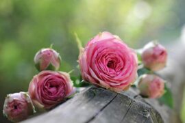 暗藏爱意的古风句子