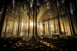 柳永《木兰花慢·拆桐花烂熳》全文及鉴赏