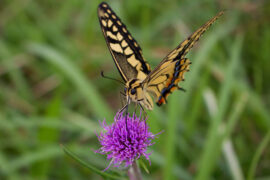 苏轼《蝶恋花·暮春别李公择》全文及鉴赏