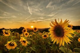 每一天的正能量句子