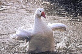 《尼尔斯骑鹅旅行记》好词好句及读后感精选