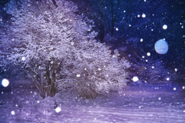 冬天从你这里夺去的，新春会交还给你