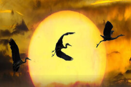 日方中方睨，物方生方死