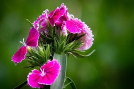 欧阳修《临江仙·记得金銮同唱第》全文及鉴赏