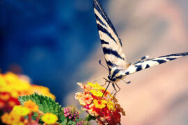 自如的反义词有哪些？