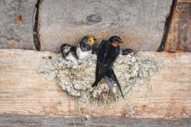 七叔《燕无歇》歌词评论及赏析