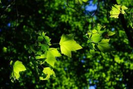 李清照《忆秦娥·咏桐》全文及鉴赏