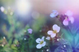 纳兰性德《画堂春·一生一代一双人》全文及鉴赏