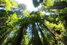 青年人急于成为大树，而内在本质的坚硬与否便来不及去顾及