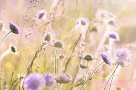 斜坡上的杂花野草，谁说不是一草一千秋，一花一世界呢