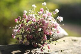 关于满天星的经典短句（优选20句）