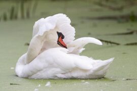 声生不息《我的骄傲》歌词及评论赏析