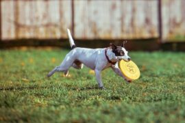 兴奋的近义词有哪些