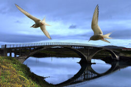 带一卷书，走十里路，选一块清净地，看天，看鸟，读书