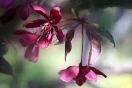 盛宇《锦上添花》歌词及评论赏析