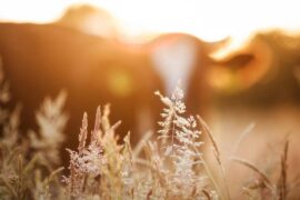 50句正能量的座右铭