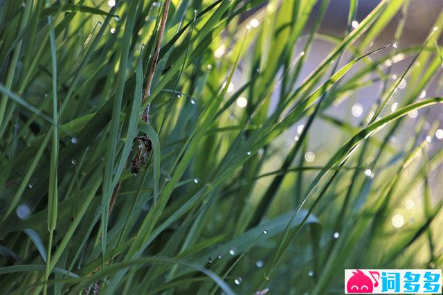 纳兰性德《浣溪沙·伏雨朝寒愁不胜》全文及鉴赏